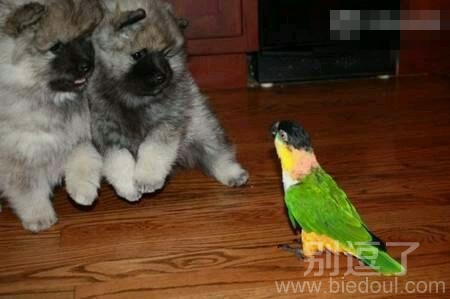 新来的室友简直太凶残,吓死宝宝了! 新来的室友简直太凶残,吓死宝宝了!