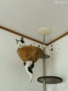 喵丽莲梦露。。。 喵丽莲梦露。。。