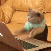 喵星人-敲键盘猫表情表情包
