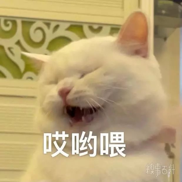 猫咪表情包 哎呀喂表情包 猫咪表情包 哎呀喂表情包