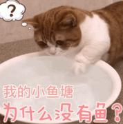 （猫咪表情包）我的小鱼塘为啥会没有鱼表情包