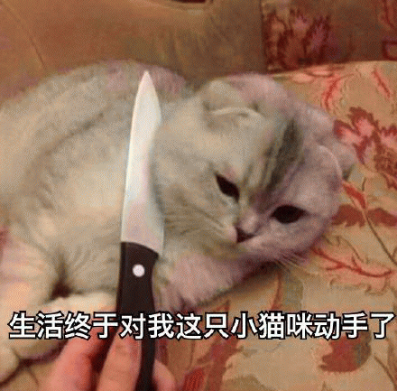 （猫咪表情包)生活终究对小猫咪出手了表情包