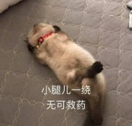 小狗表情包 小腿儿一绕无可救药表情包