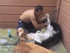 汪星人太销魂 汪星人太销魂