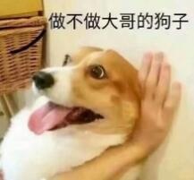 做不做大哥的狗子表情包