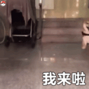 我来啦（柴犬表情包）表情包