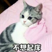 不想起床表情包 不想起床表情包