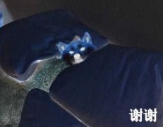 谢谢啦表情包
