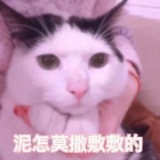 泥怎莫撒敷敷的表情包