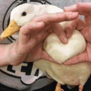 比心心（鸭子）表情包