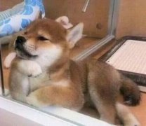 狗狗思考人生表情包 狗狗思考人生表情包