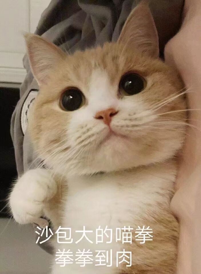 （猫咪表情包）沙包大的喵拳 你见过没有表情包