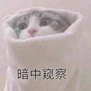 （猫咪表情包）暗中窥察表情包