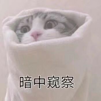 （猫咪表情包）暗中窥察表情包