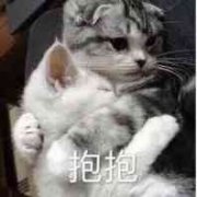 （猫咪表情包）抱抱表情包