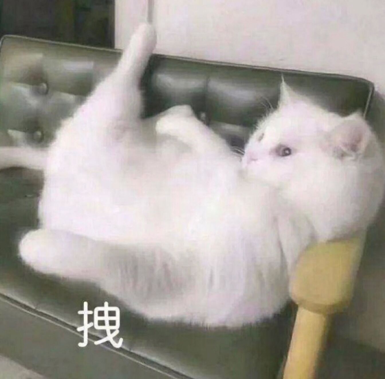 猥琐猫沙发瘫表情包