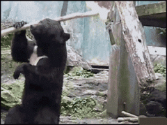 熊玩棍子表情包