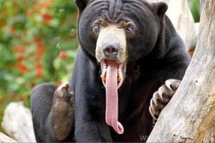 长舌头的熊。好恶心额