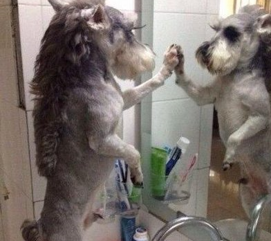 一觉醒来 我怎么就变成马勒呢 一觉醒来 我怎么就变成马勒呢