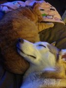 一起睡觉的猫和狗狗。