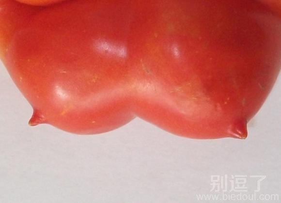 性感的西红柿啊。