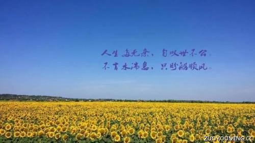 关于对生活无奈的说说
