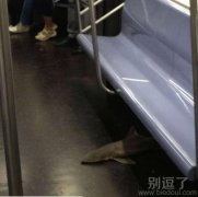 这年头，鱼也会坐地铁了。