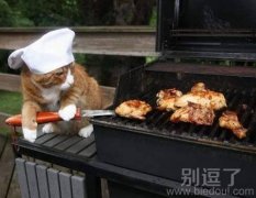 烤肉的猫大厨。。