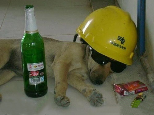 动物的狂欢,恶搞死人了.