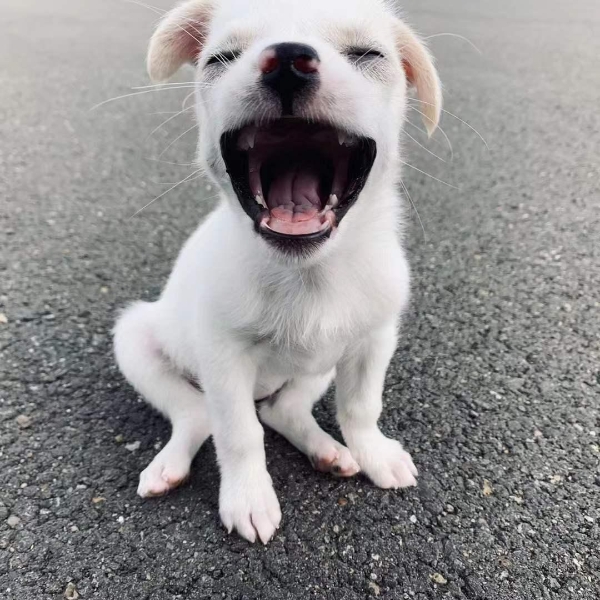 亲嘴就会怀孕吗 亲嘴就会怀孕吗