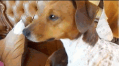 新来的喵星人略大 新来的喵星人略大