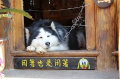 我是个幸福的狗狗 我是个幸福的狗狗