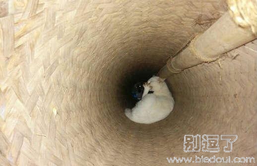 好像看到了什么呢? 好像看到了什么呢?