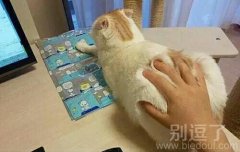 新发明的猫标，感觉还好