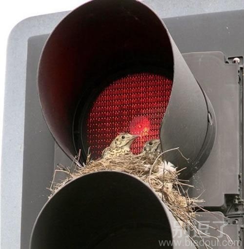 红绿灯上的鸟巢，好萌