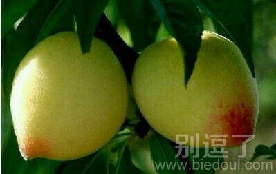 一个有模有样的桃子。