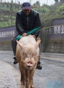 大爷，你这技术实在是太高超了，猪都敢骑