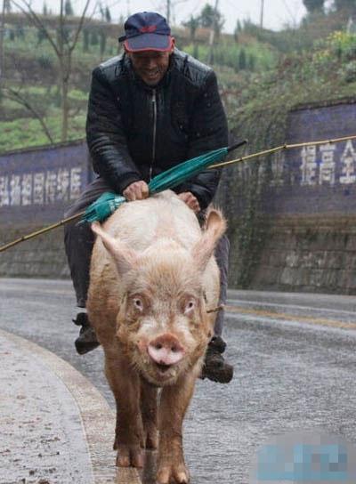 大爷,你这技术实在是太高超了,猪都敢骑 大爷,你这技术实在是太高超了,猪都敢骑