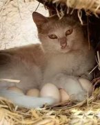 一个在暖蛋的猫。