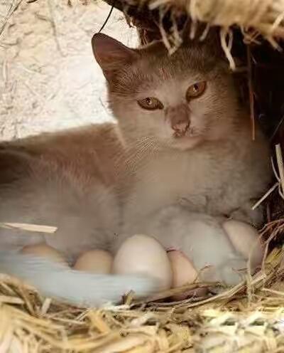 一个在暖蛋的猫。