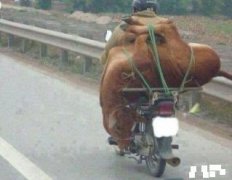 这牛拉的也太牛了 这牛拉的也太牛了