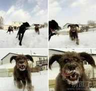 汪星人遇到雪，风格都变了。