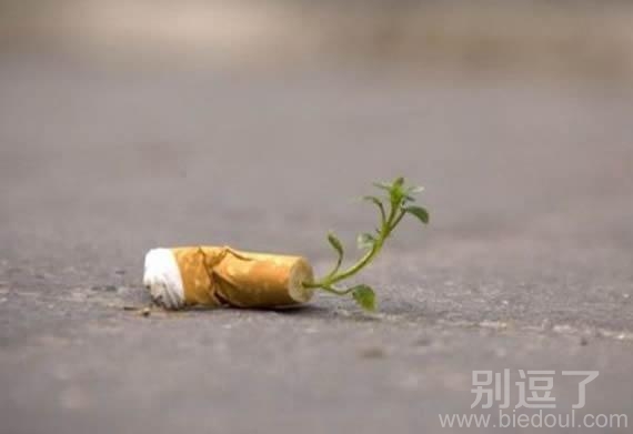 长草的烟头。。。