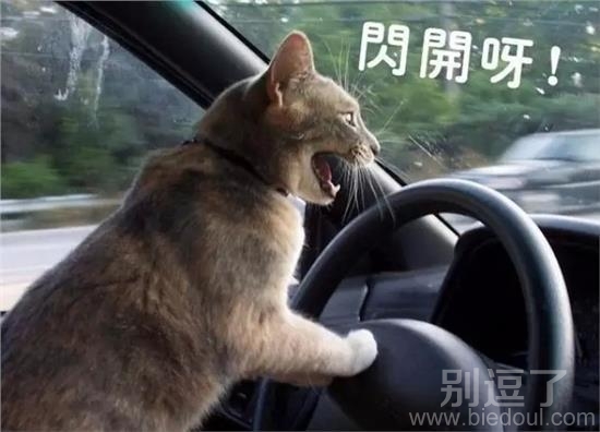 正在开车的喵星人。 正在开车的喵星人。