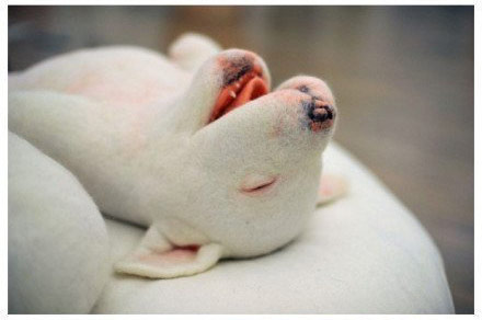 初生牛犊它最萌,牛头梗的婴儿时期图片。