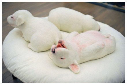 初生牛犊它最萌,牛头梗的婴儿时期图片。
