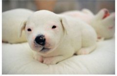 初生牛犊它最萌,牛头梗的婴儿时期图片。