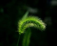风景图片：美丽的狗尾巴草