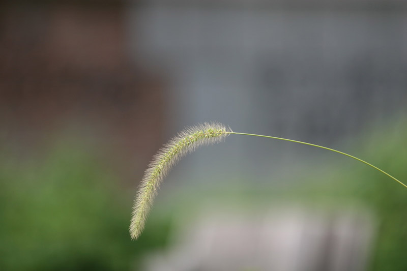 风景图片：美丽的狗尾巴草