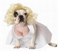 有巨乳的狗狗。。 有巨乳的狗狗。。